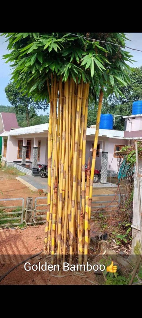 Golden Bamboo Plants.