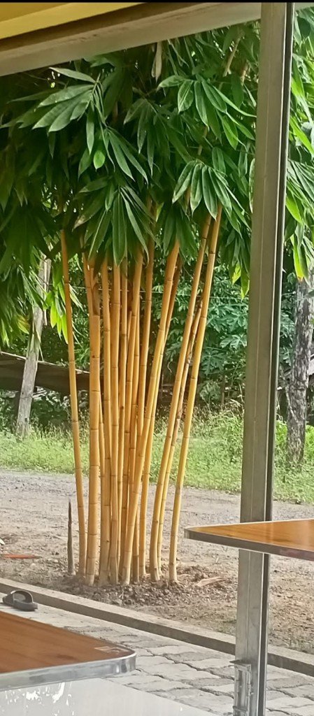Young Golden Bamboo plants