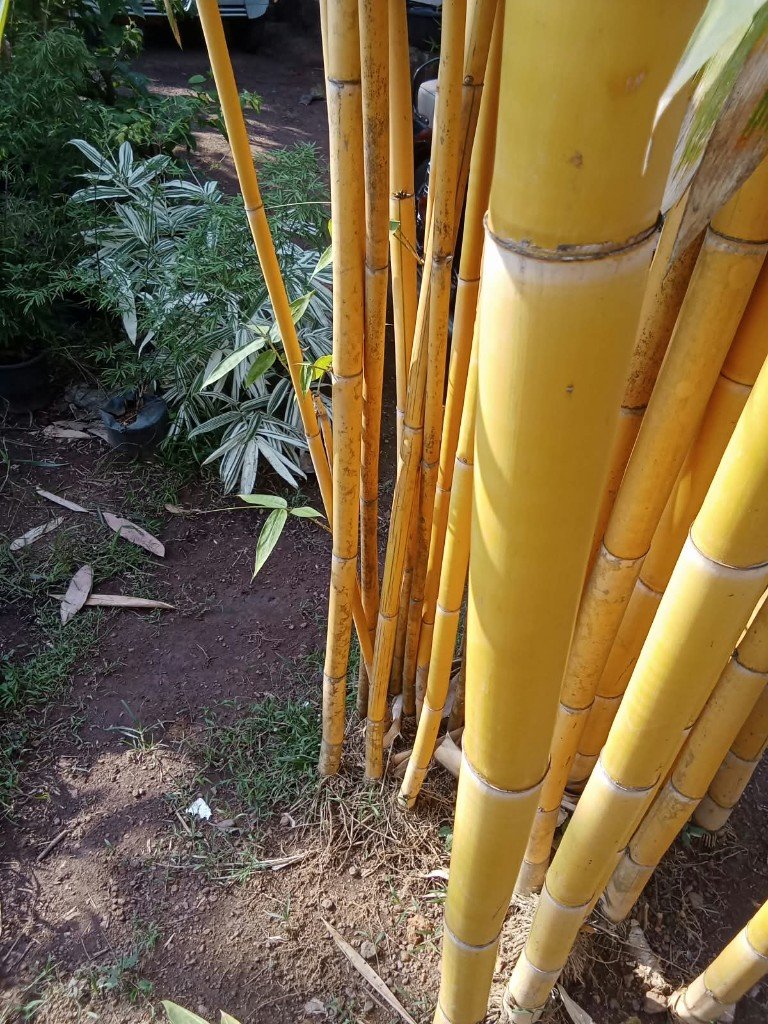 Golden Bamboo Plants