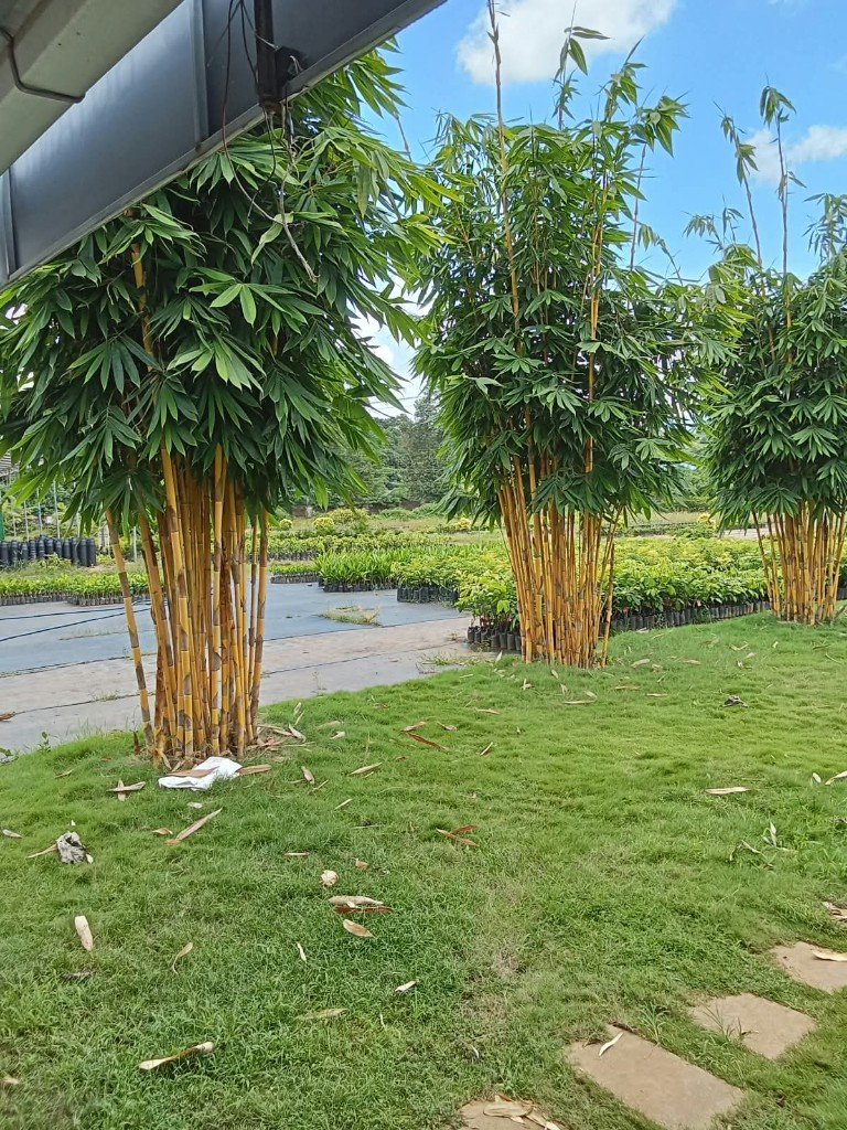 Golden Bamboo plants