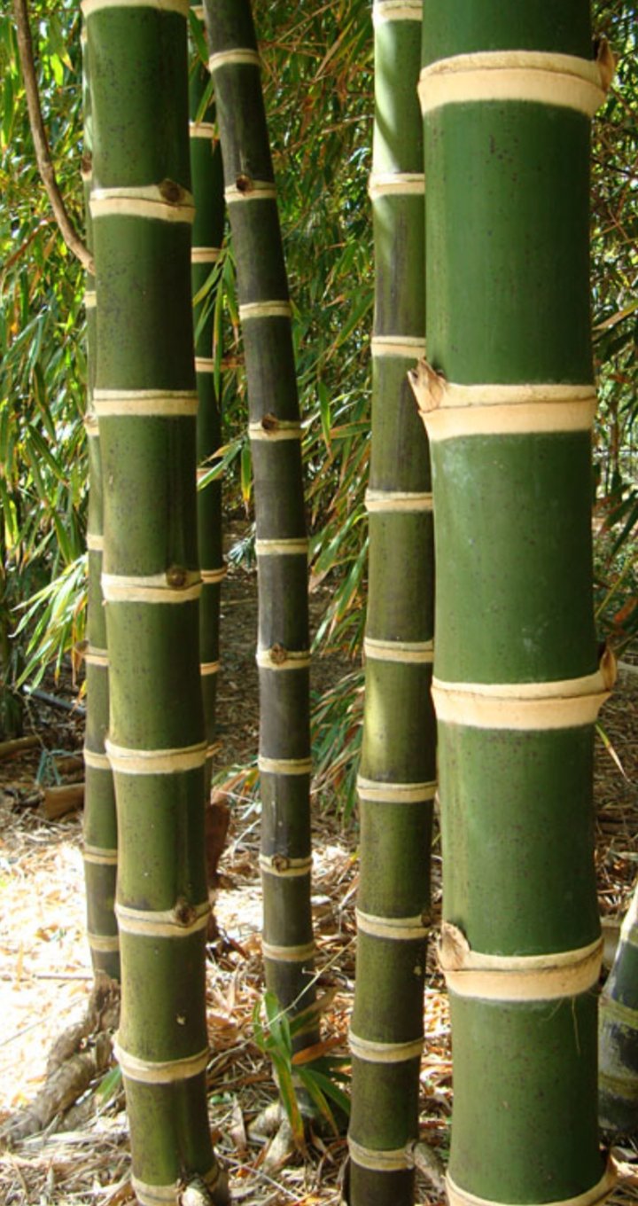 Gouda bamboo