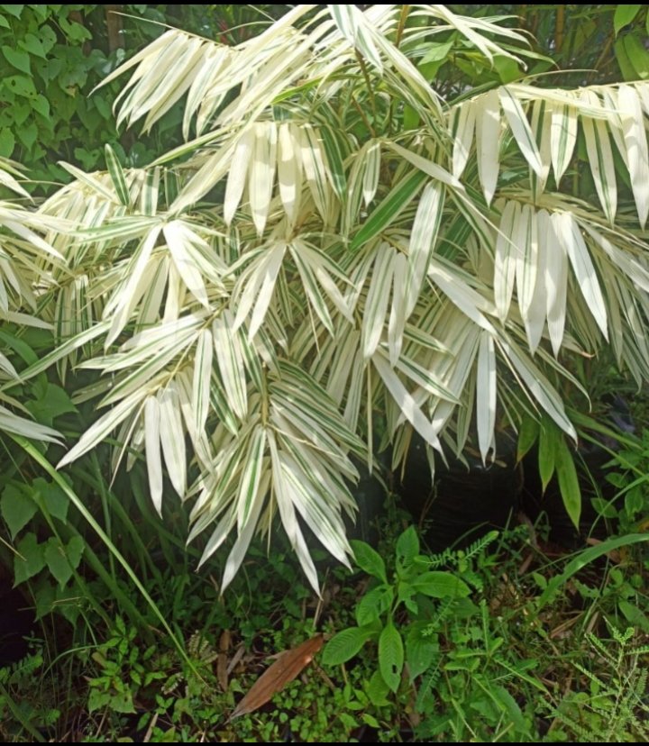 Dragon White Leaf Bamboo