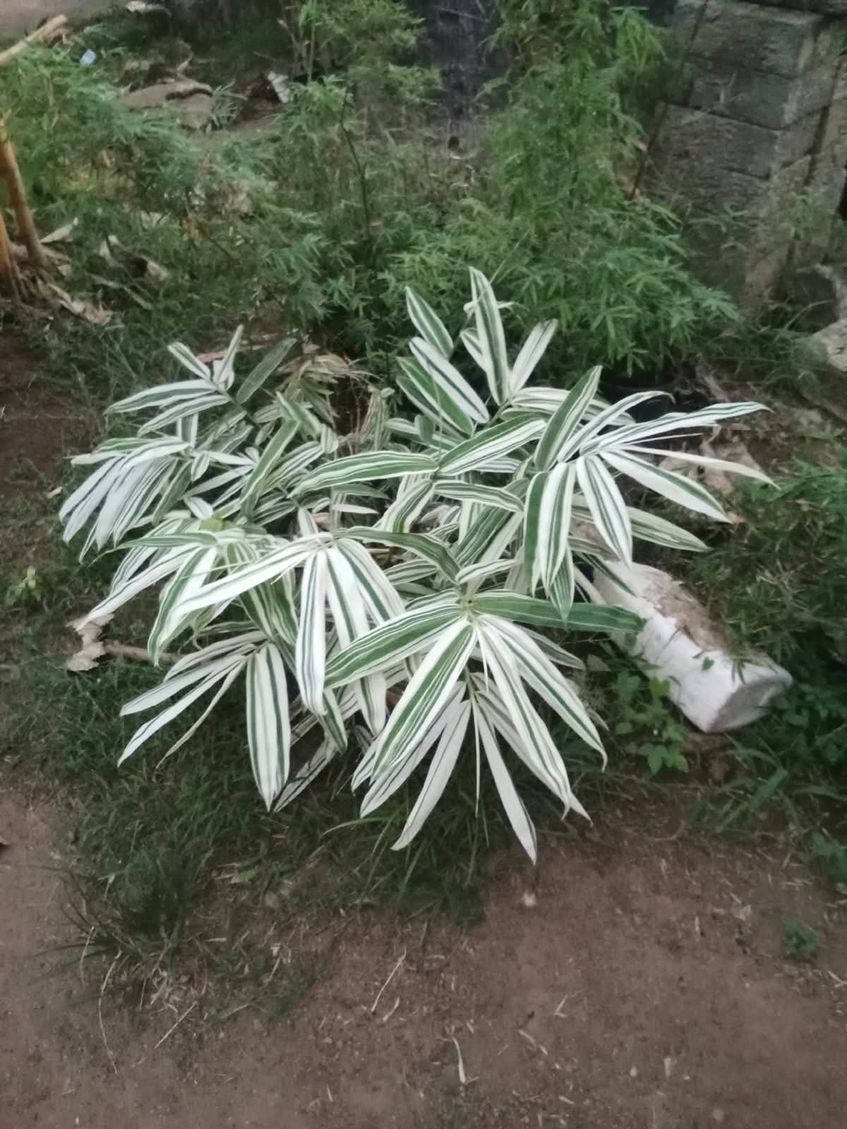 Dragon White Leaf Bamboo