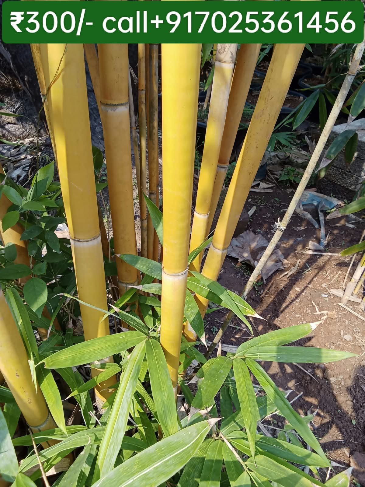 Small Golden Bamboo plants.